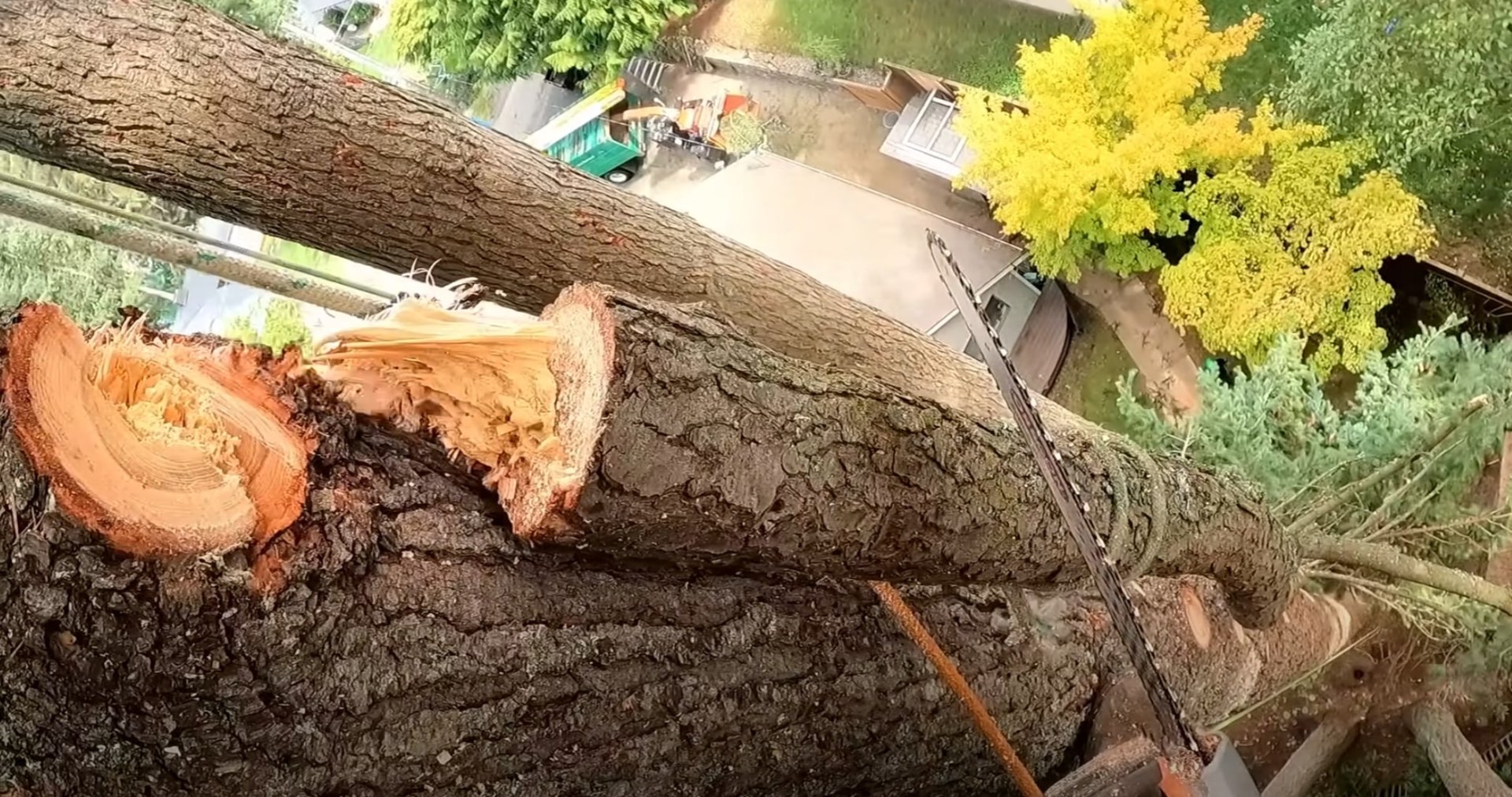 Professional tree sectioning and removal of large diameter trees Large tree trunk being cut showing professional tree removal and sectioning technique