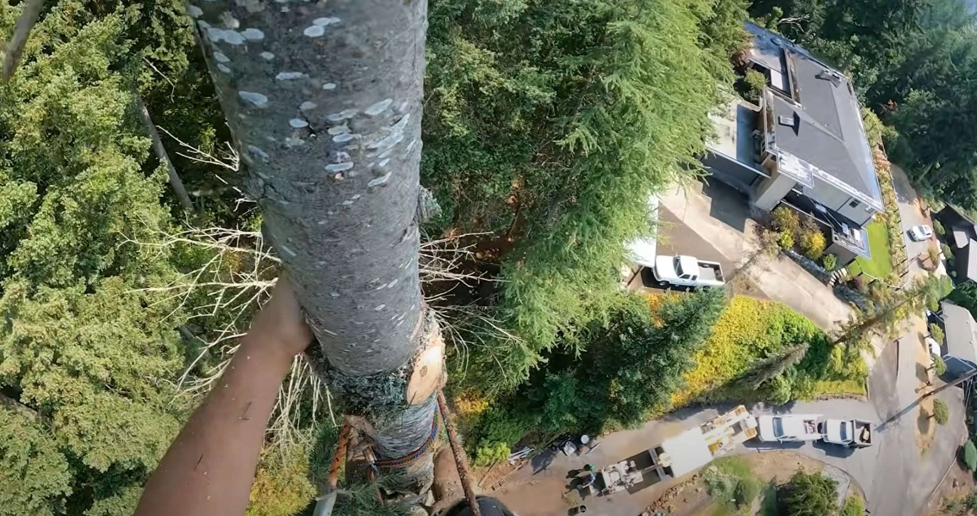 Safe and efficient tree removal using professional techniques Aerial view of professional tree removal and land clearing operations