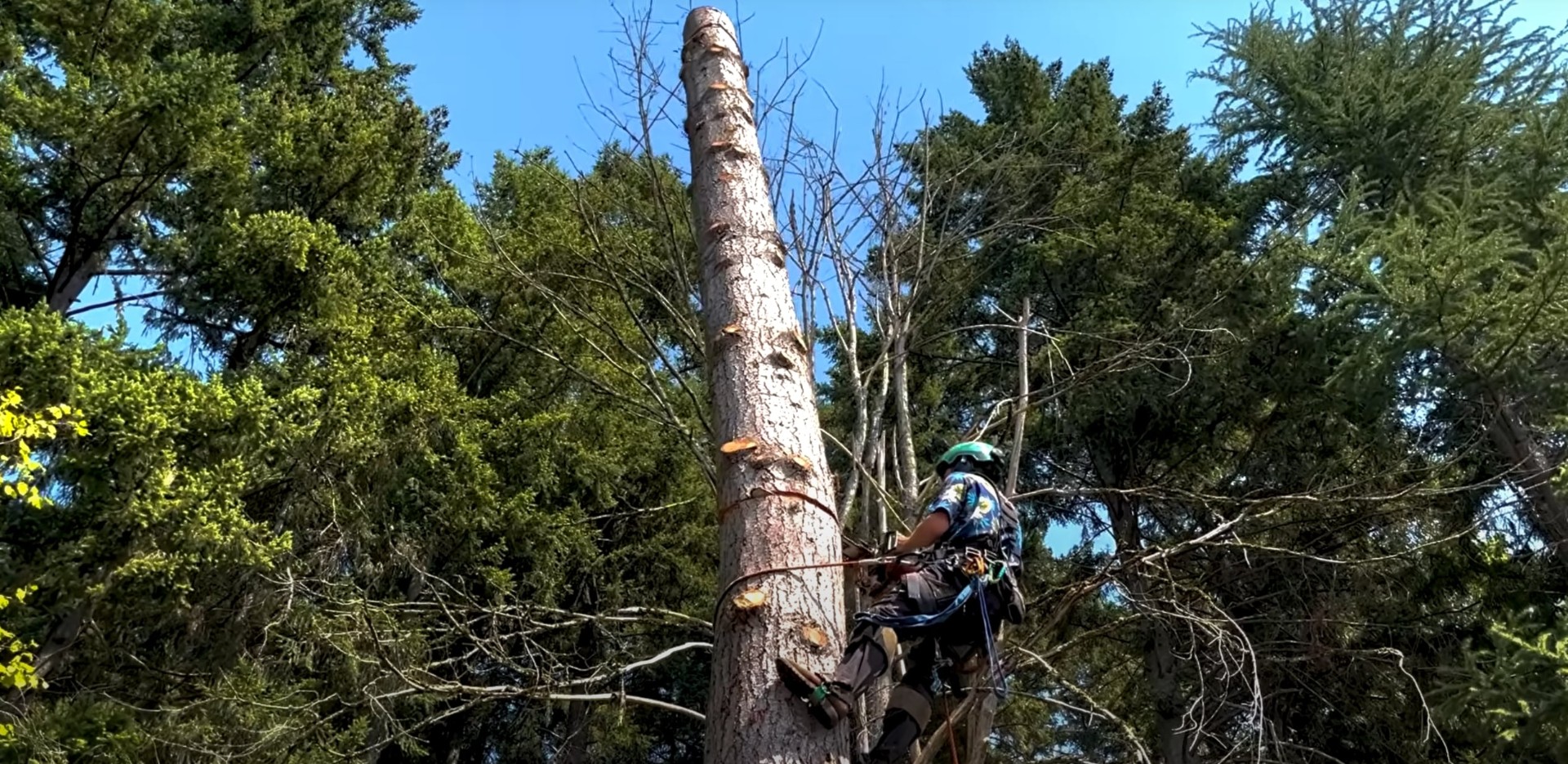 Expert tree climbing and removal using professional safety equipment Certified arborist climbing tall tree with safety harness for professional tree removal