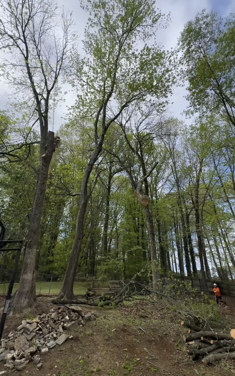 Safe tree removal services in Santa Monica Professional tree removal showing proper techniques and safety equipment